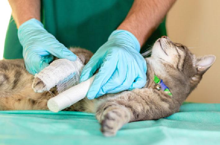 orthopaedic surgery on pets