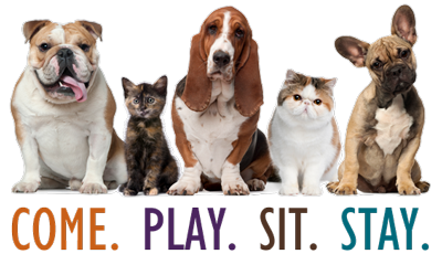 puppy preschool