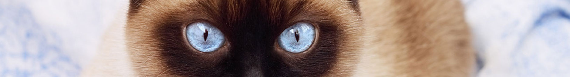 Cats Eyes