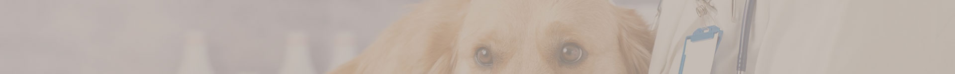 Our Veterinary Services